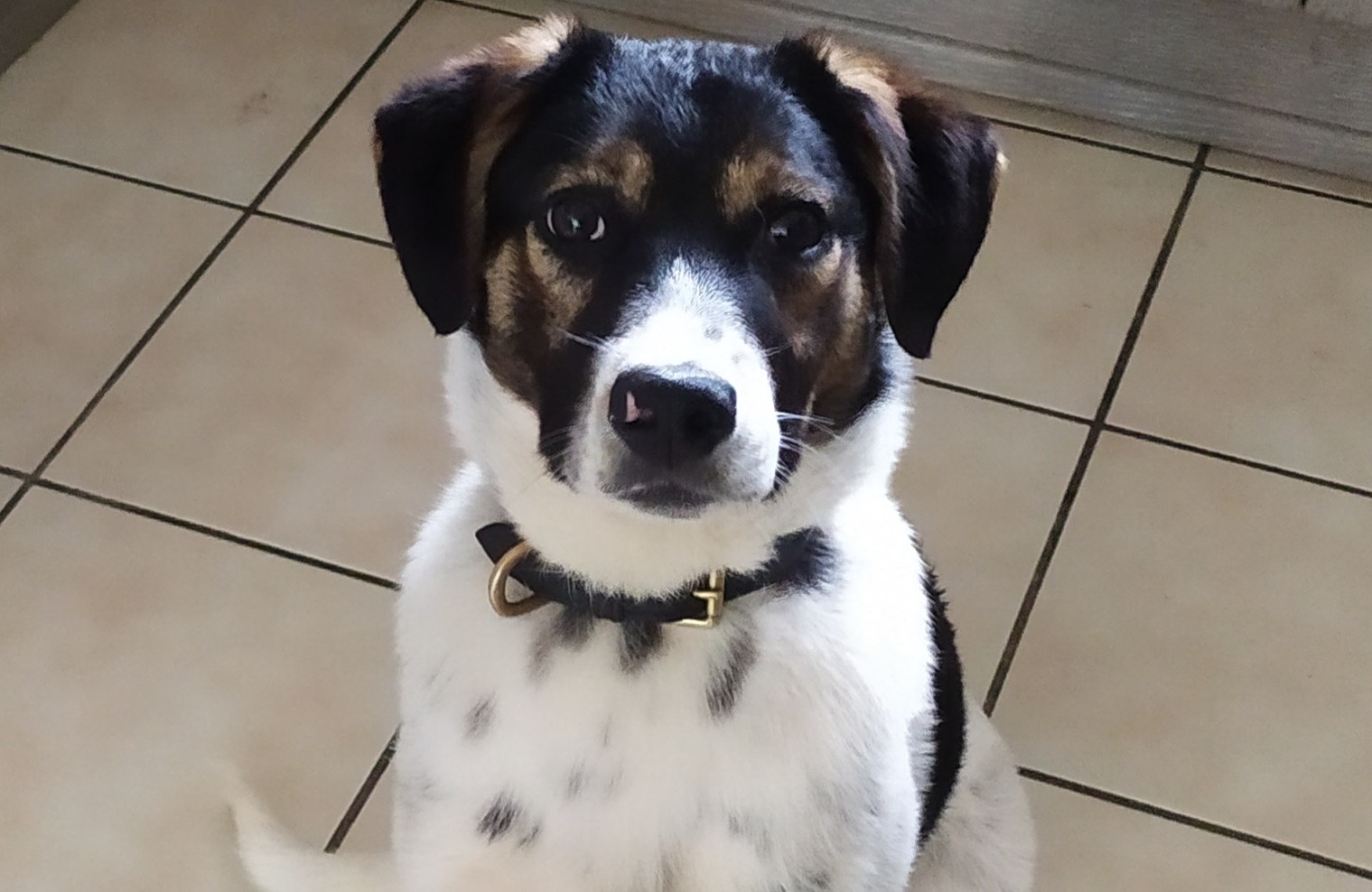 Chiens à adopter